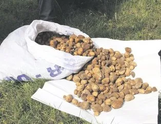 600 bin liraya doğadan salep
