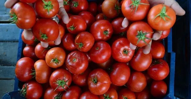 Domates, erkekleri prostat hastalığından korur!