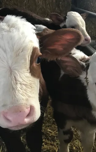 2020 Kurbanlık koç fiyatı İstanbul'da ne kadar? Kurbanlık fiyatları büyükbaş hayvan hisse fiyatı