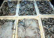 İstanbul Boğazında av yasağı kalktı! Hamsiler balık haline geldi