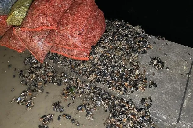 Kadıköy'de kaçak midye avcılarına operasyon