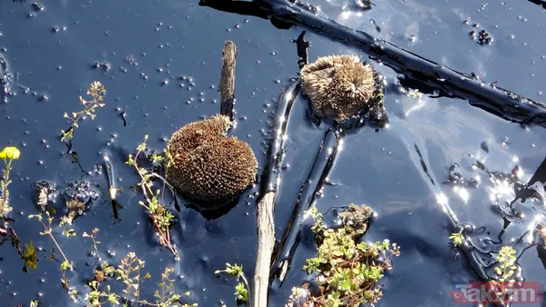 Edirne'de çevre katliamı! Tonlarca fuel oil 30 dekar alana ve dere yatağına yayıldı - 12