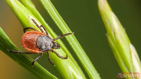 Örümceklerden korkuyor musunuz? Bilim insanları açıkladı: “Böcekler olmasaydı ekosistemin dengesi çökerdi” - 6