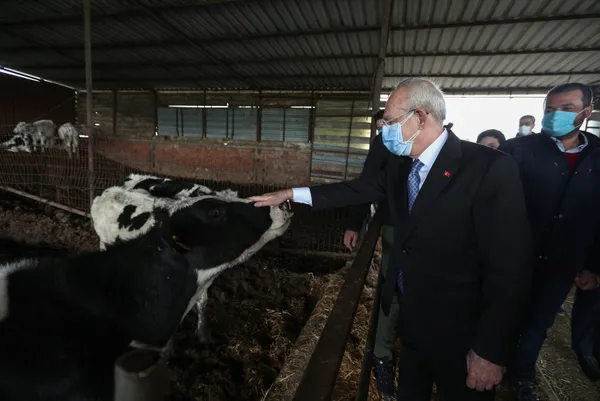 chp-genel-baskani-kemal-kilicdaroglu-tekirdagda-inekleri-sevdi-1616075344509.jpg