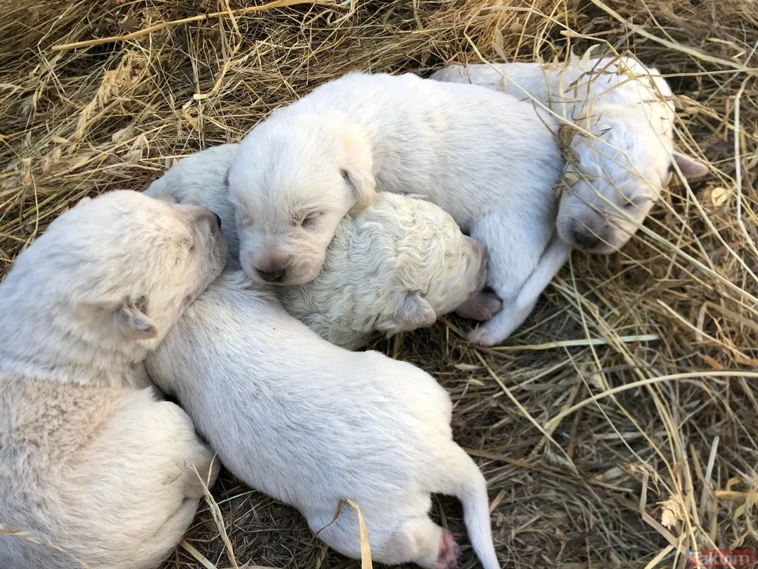 İtalya�da doğan yeşil tüylü köpek görenleri şaşırttı Galeri Takvim