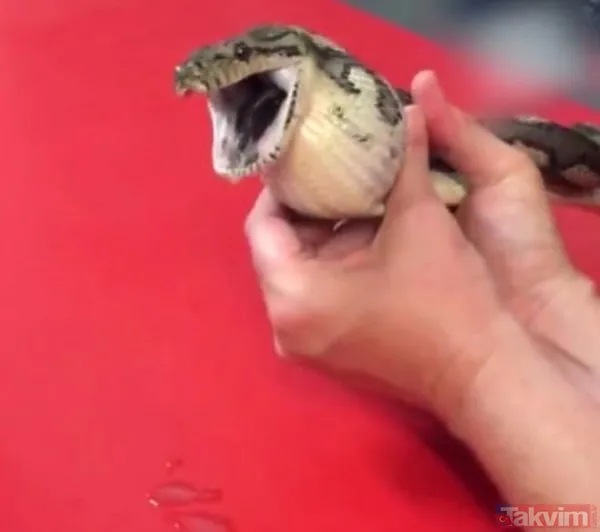 Midesine güvenenler baksın! Kulak ağrısıyla hastaneye giden adamın kulağından çıkanlar dünyayı şoke etti - 37