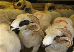 İşte en ucuz kurbanlığın adresi