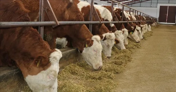 Bakan Yumaklı'dan şap hastalığı açıklaması: "Hayvan pazarlarının aktif hale getirildiği il sayısı 38'e ulaştı"