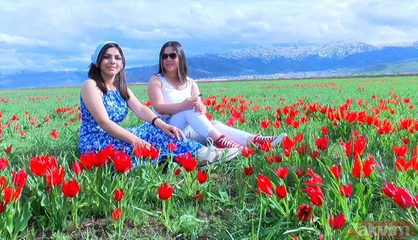 'Muş 1071' ismiyle tescillenen lale Muş Ovası'nı kırmızıya boyadı - 6