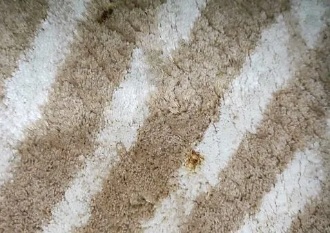 ceket-pantolon-araba-koltugu-kanepedeki-sigara-yaniginin-tamiri-artik-cok-kolay-2-malzeme-ile-aninda-onarabili-1709131909626.jpg 2 malzeme ile anında onarabilirsiniz: Ceket, pantolon, araba koltuğu, kanepedeki sigara yanığının tamiri artık çok kolay!-4