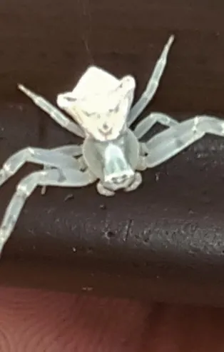 İnsan yüzlü örümcek hayrete düşürdü