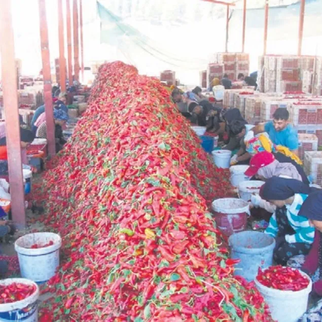 Acı mesai başladı