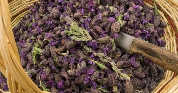 karabas-otu-cayinin-faydalari-nelerdir-nasil-yapilir-karabas-otu-cayi-ne-ise-yarar-1655410562311.jpg Karabaş otu çayı ne işe yarar? Karabaş otu çayının faydaları nelerdir, nasıl yapılır?-2