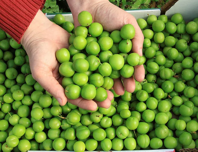 Kilosu 600 lira! İlk ürünler o illere gönderiliyor!