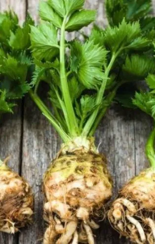 Pankreasın dostu kereviz (Sağlık haberleri)