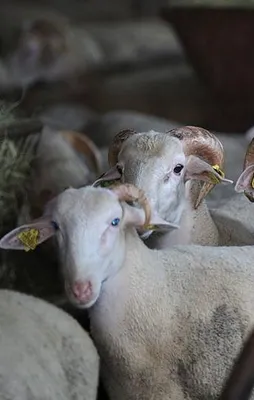Kurban kesilirken dikkat edilecek hususlar