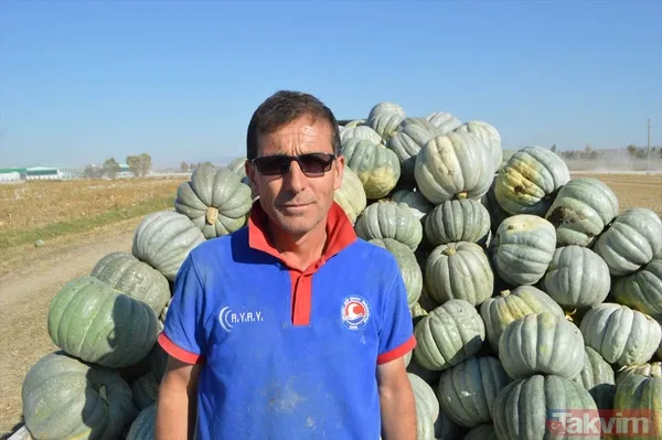 100 milyon lira gelir! Afyonkarahisar'da bal kabağında 50 bin ton rekolte bekleniyor - 7