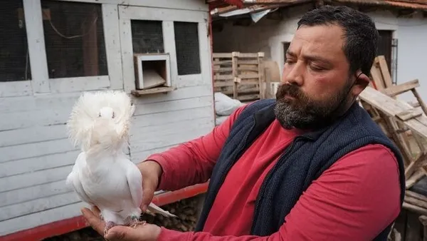 Denizli’de bu güvercini almak için evini arabasını satan var!-2
