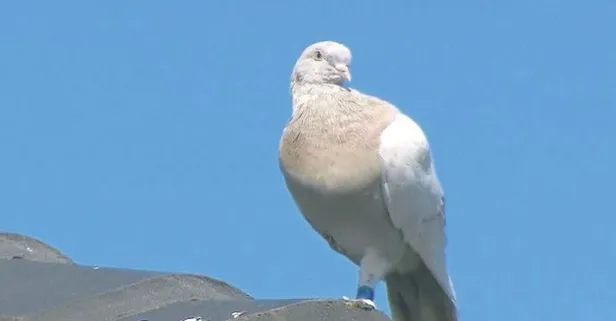 Ötenazi uygulanması planlanan Joe’nun Türk taklacı güvercini olduğu belirlendi