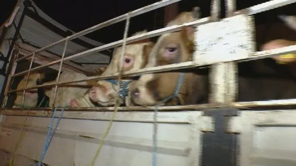 Kurbanlıkların İstanbul'a girişi başladı! 7 gün 24 saat tek tek kontrol ediliyor-2