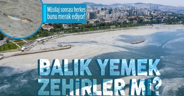 Müsilaj sonrası vatandaş bu soruyu merak ediyor! Balık yemek zehirler mi?