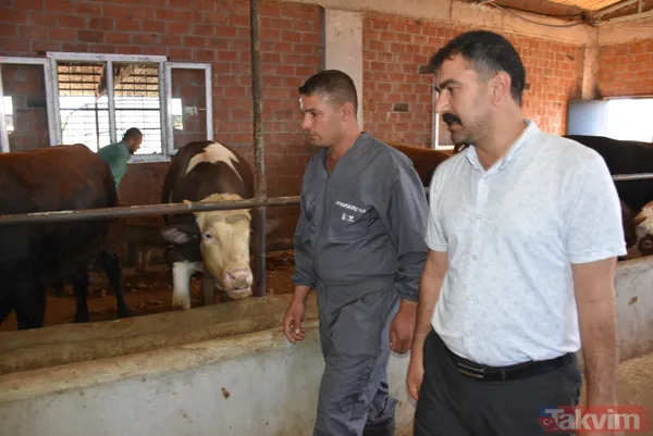 Devlet teşvikiyle 20 büyükbaş alarak çiftlik kurdu üretimi 2 yılda 10 katına çıkardı - 8