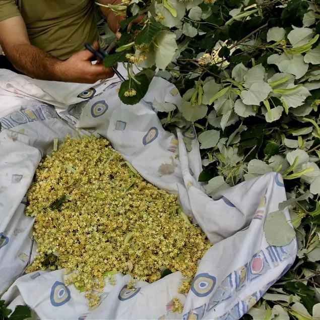 Ihlamur öksürüğü durdurur