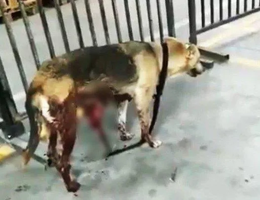 İstanbul'da "Boji" tartışması: Hayvanseverlerin hedefinde olan İmamoğlu'nun PR çalışması da tepkilerin odağında!-3