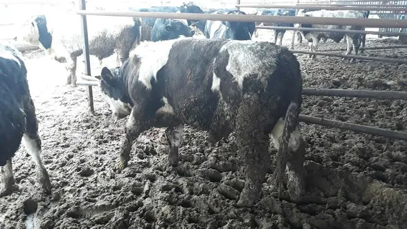 Çanakkale'de korkunç olay! Boyunları kesilmiş halde bulundu...-3