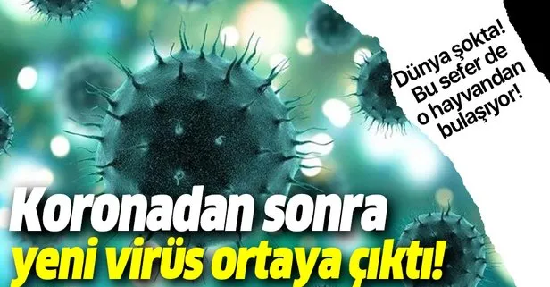 Dünya şokta! Koronavirüsten sonra yeni bir virüs ortaya çıktı! O hayvandan bulaşıyor!