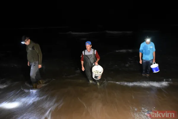 Tonlarca balık kıyıya vurdu! Çuvalı, kovayı kopan sahile koştu - 4