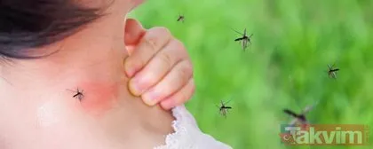 SON DAKİKA: İstanbul’da Asya Kaplan Sivrisineği salgını! Uzmanlar uyardı: Ölümcül olabilir