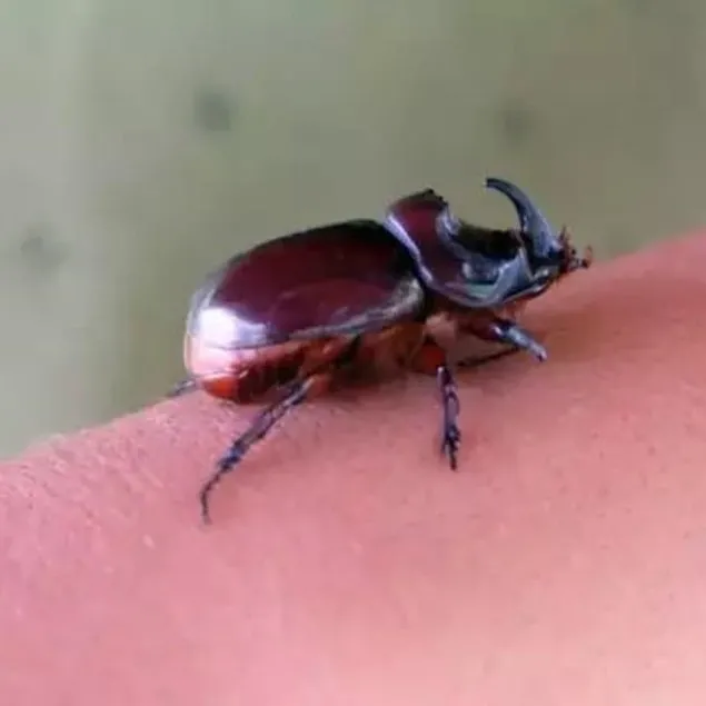 Avlayana ceza