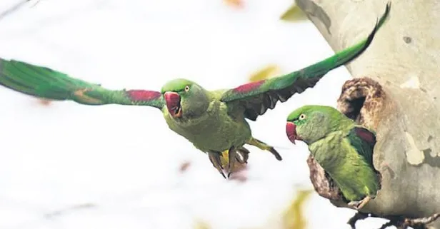 Papağan istilası!
