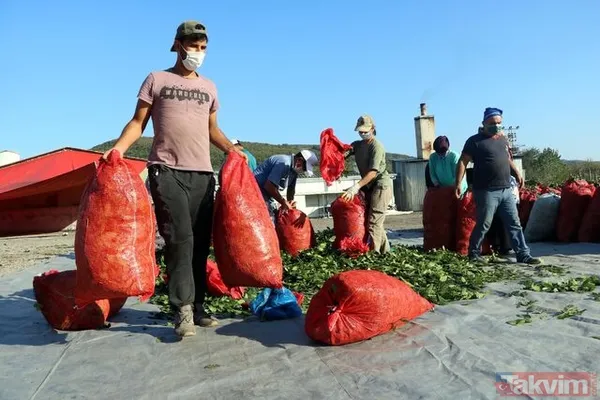 Ülkemizde oldukça bol var.. Ayda 6000 TL kazanıyorlar! Paraya para demiyorlar! Sizde toplayıp kazanabilirsiniz! - 1