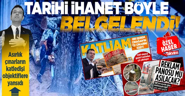 CHP'li İBB'nin tarihi ihaneti böyle belgelendi! İşte Çırağan'daki asırlık çınarların kesim görüntüleri