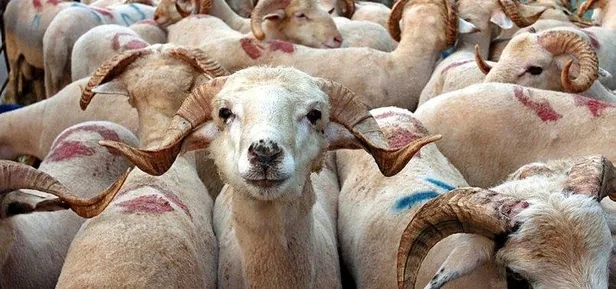 2019 kurbanlık fiyatları belli oldu | Kurban fiyatları ne kadar-1