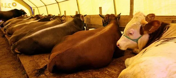 Kurbanlıklar cep yakacak!