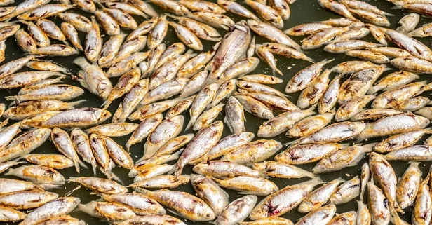 Yiyen yüzlerce kişi hastanelik oldu: İlk belirtisi öksürük