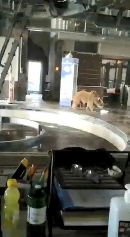 Bursa Uludağ’da aç kalan ayılar çareyi teleferiğe inmekte buldu