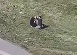 İstanbul'da şaşkına çeviren olay! Boş arazide bakın ne yaptılar...