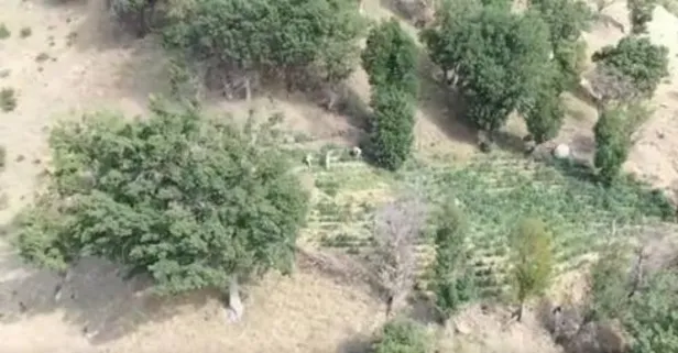 Diyarbakır'da zehir tacirlerine "AKINCILI" operasyon! 4 milyon 459 bin adet kök kenevir ele geçirildi