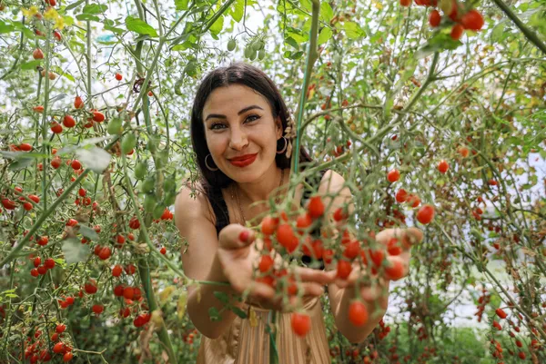 kabin-memuru-cemre-ates-bir-tohumla-basladigi-mini-seker-domatesi-uretimini-4-donume-cikardi-1623137179950.jpg Kabin memuru Cemre Ateş bir tohumla başladığı mini şeker domatesi üretimini 4 dönüme çıkardı-3