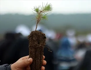 AK Parti’den fidan dikme seferberliği