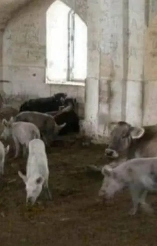 Ermenistan'ın alçaklığı bir kez daha gözler önüne serildi! Dağlık Karabağ'da camileri ahıra çevirip domuz beslemişler!