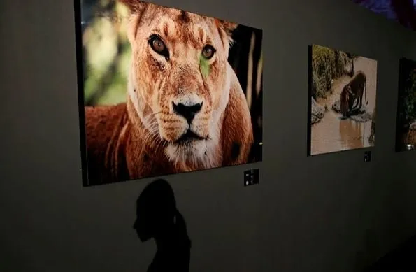 Leopar için 3 gün nöbet tuttu-2