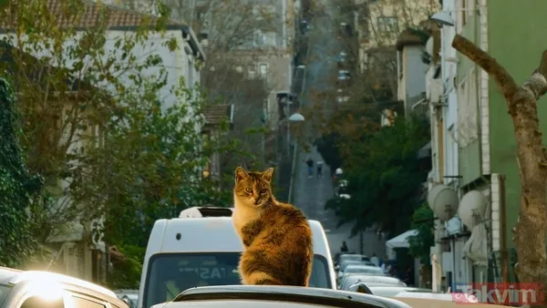 Bir Diğer Ünlü Kedi İse Ayasofya'nın Adeta Simgesi Haline Gelen Gli'dir. Yıllarca Orada Yaşayan Ve Ziyaretçilerin İlgisini Çeken Bu Kedi, Sosyal Medyada Da...