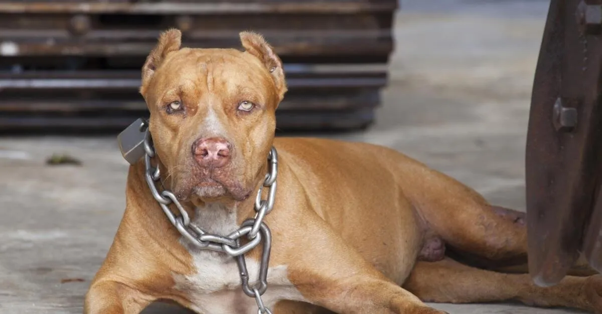 pitbulla 70 bin tl ceza takvim