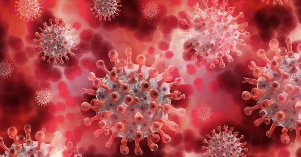 Dünya alarma geçti: Maymun çiçeği hastalığı hızla yayılıyor I Sağlık Bakanlığı açıkladı: Türkiye'de yok