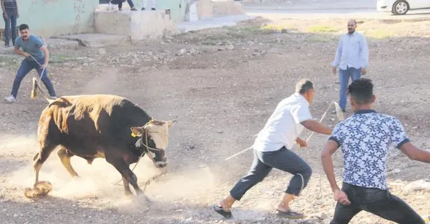 iste yurttan kurban bayrami